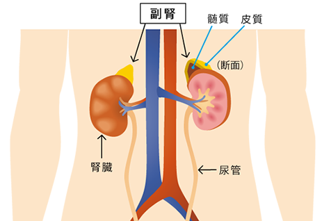 イメージ画像